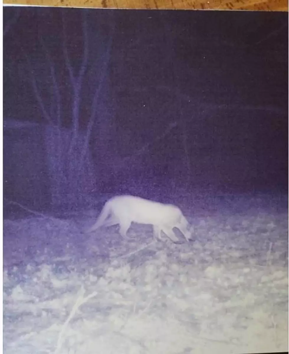 Mountain Lion Reportedly Spotted in Hudson Valley