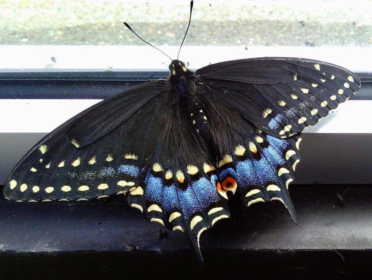 Beautiful Butterfly Appears Early in the Hudson Valley