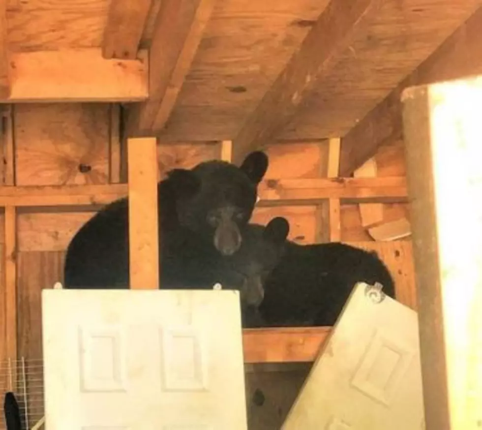 2-black-bears-get-stuck-inside-hudson-valley-shed
