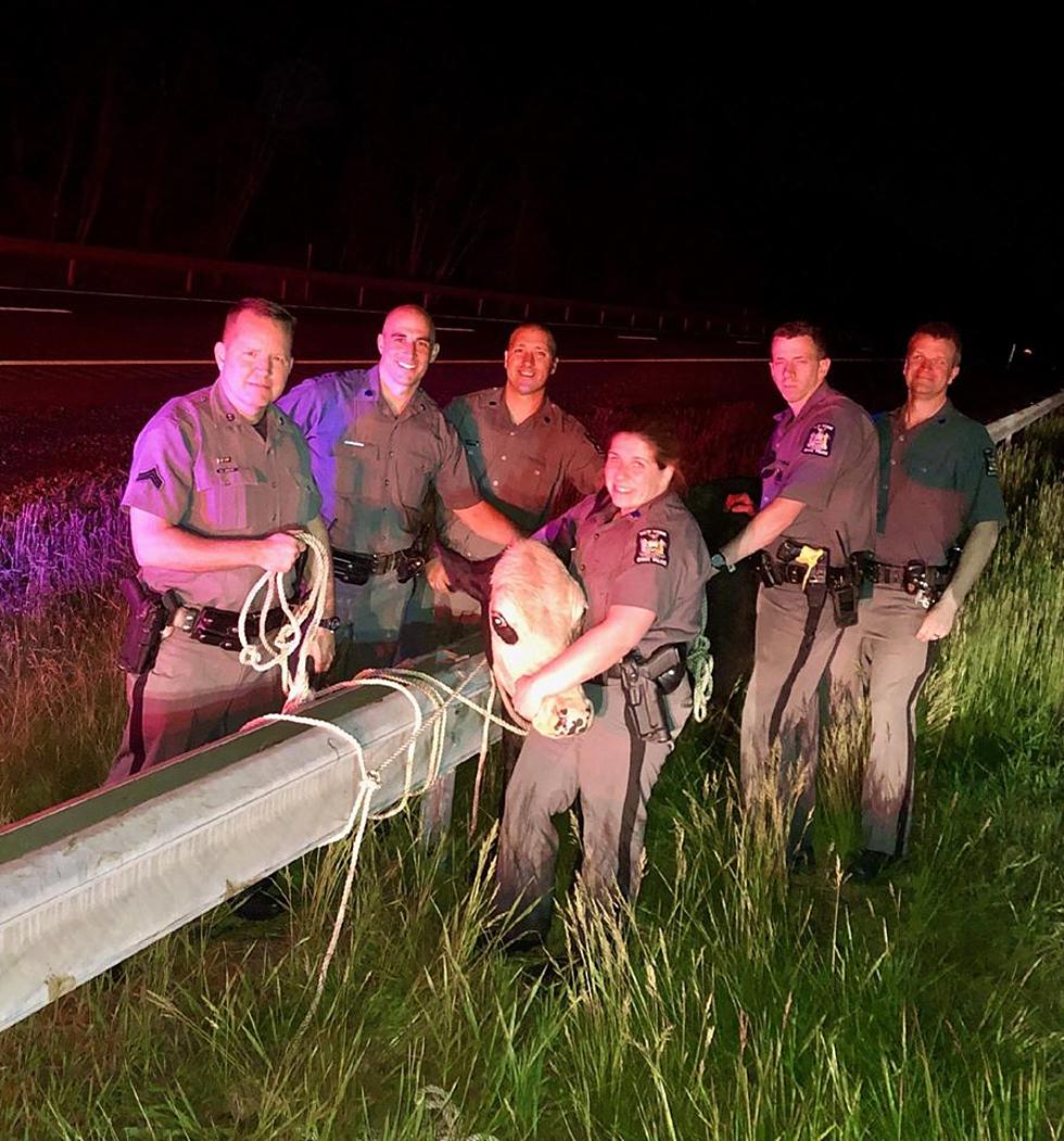 Cow Runs Wild on New York State Thruway in Hudson Valley