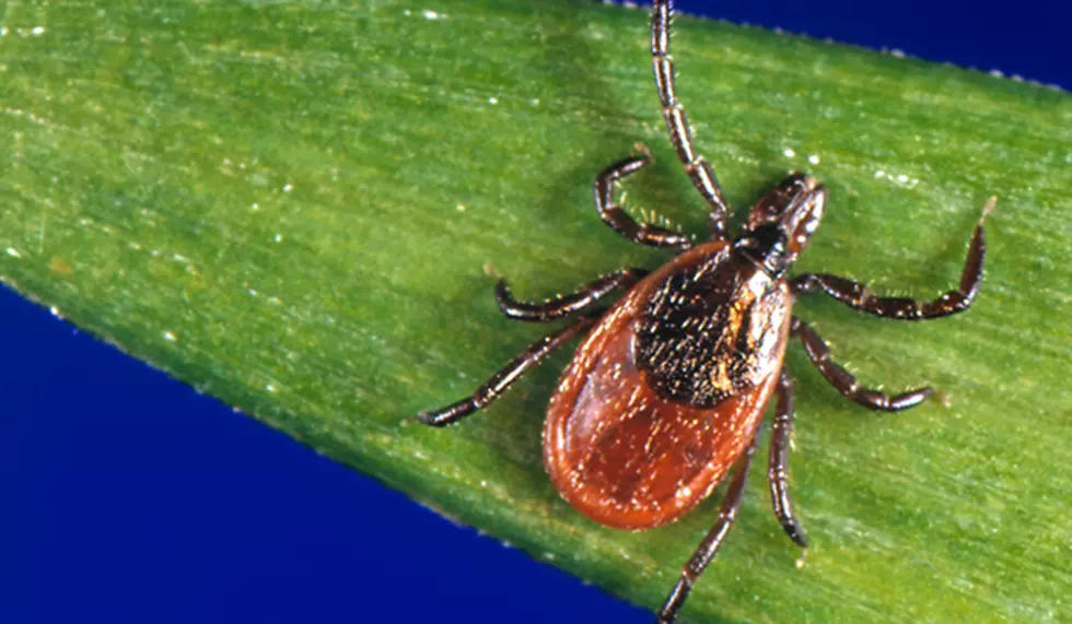 Experts Say 2021 Could Be The Worst Tick Season In Years