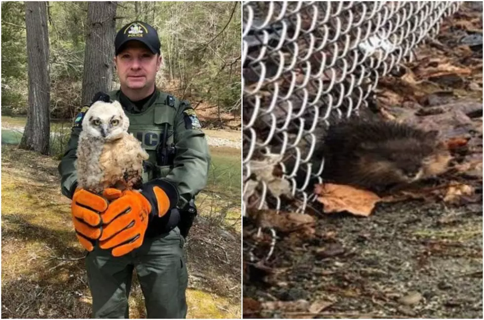 Injured Owl, Muskrat Rescued in Hudson Valley