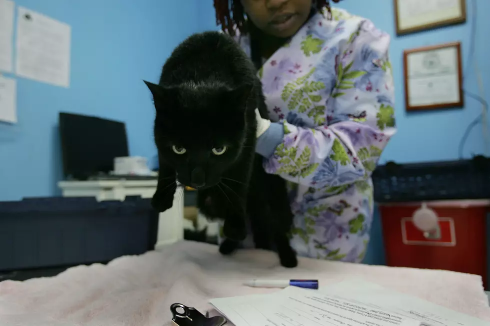 Rabies Warning Prompts Free Cat Vaccinations On Staten Island
