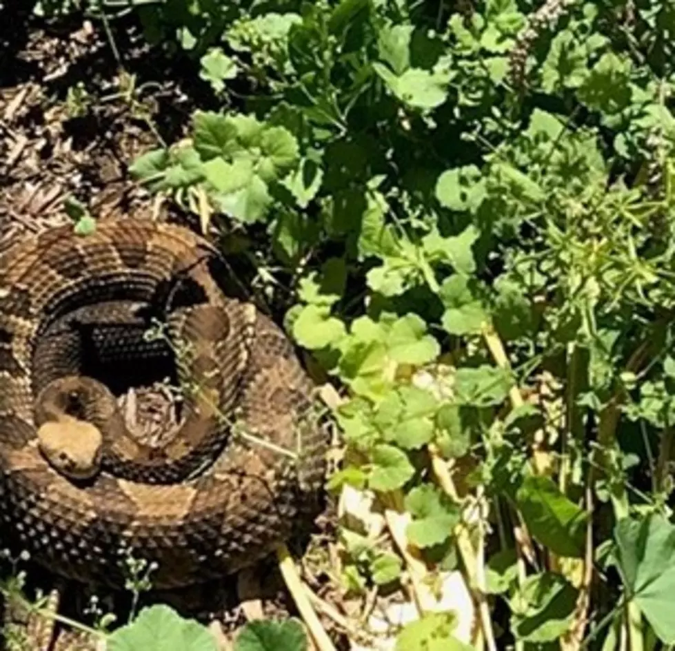 Largest Venomous Snake in New York Slithers onto Home’s Porch