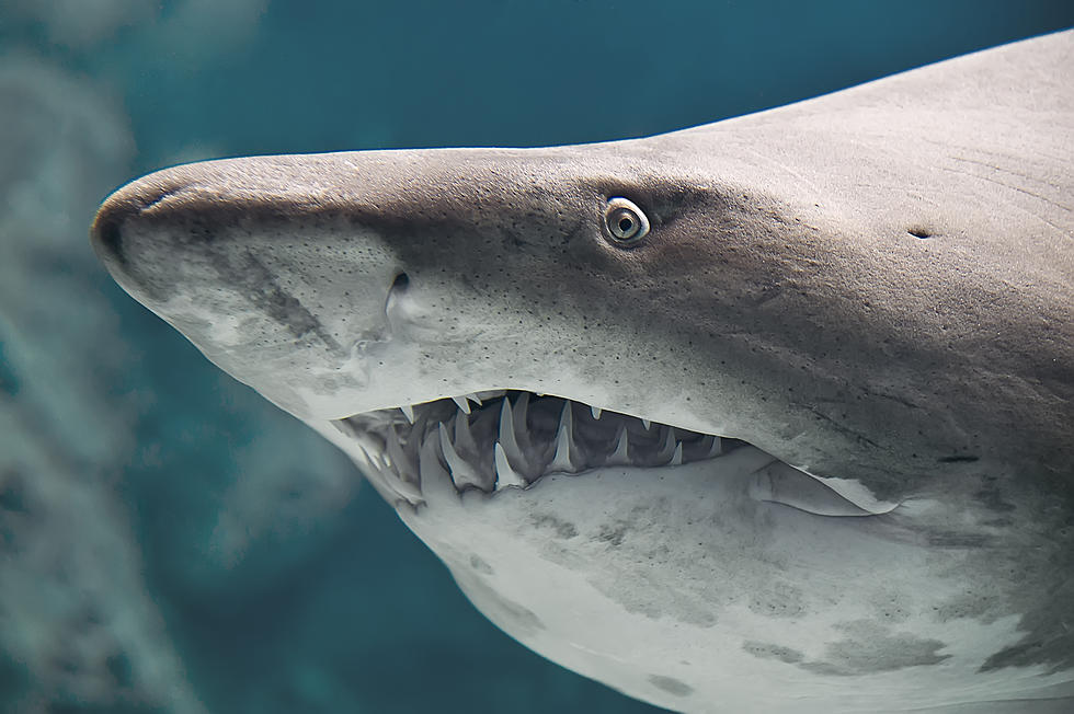 &#8216;Aggressive&#8217; Shark Near Swimmers Closes Many New York Beaches