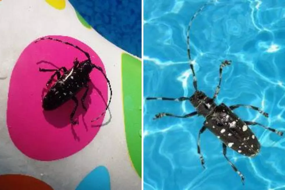 Got a Pool? Got Bugs? NY Wants to Know