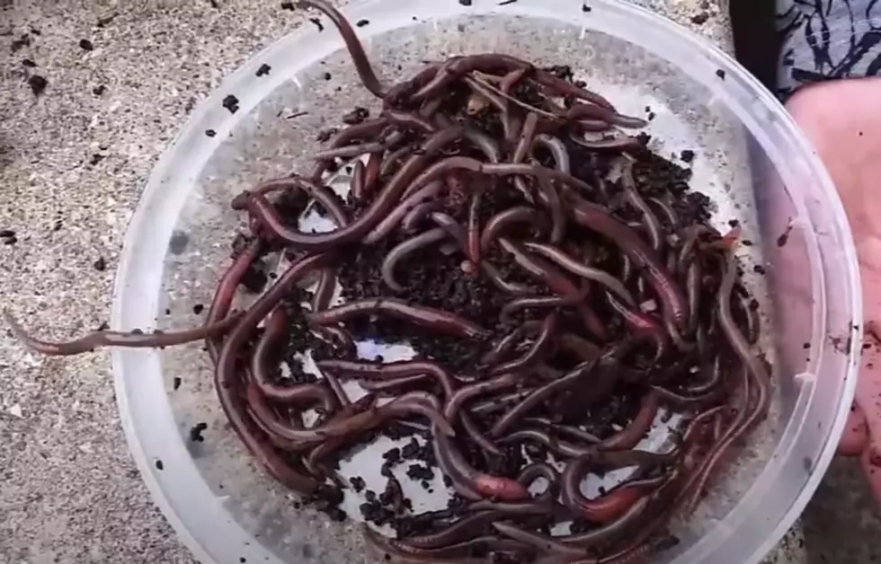 Invasive &#8216;Jumping&#8217; Worms Found in Hudson Valley, New York State