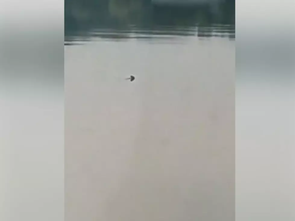 Police: Video Captures What Appears to be &#8216;Shark&#8217; in Hudson River