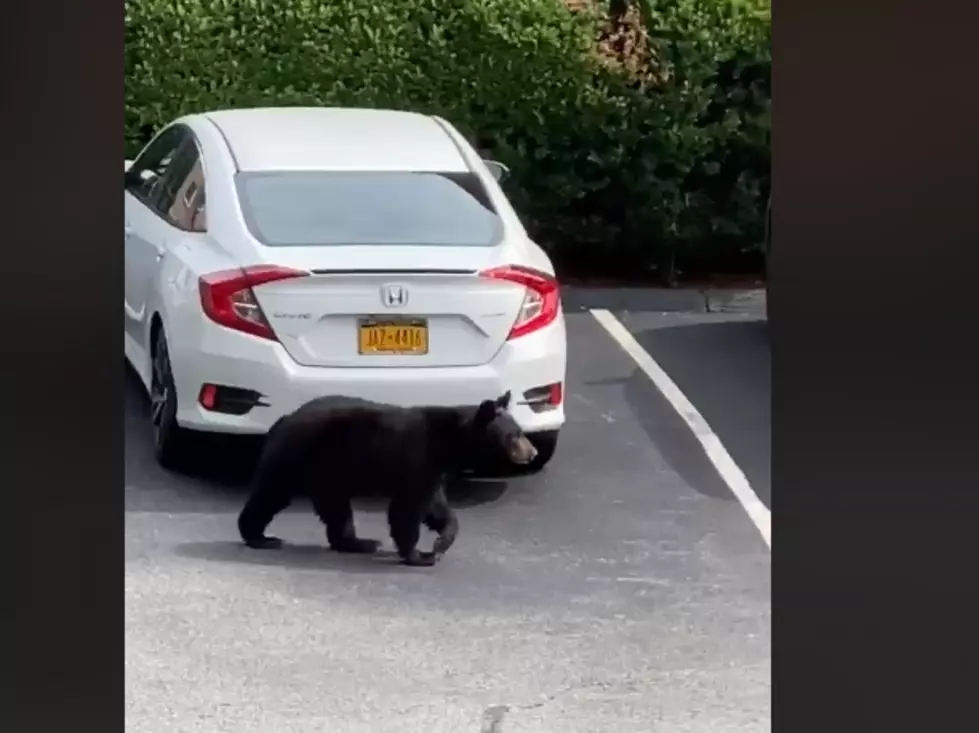Video: Bear Wanders Into Lower Hudson Valley Apartment Complex