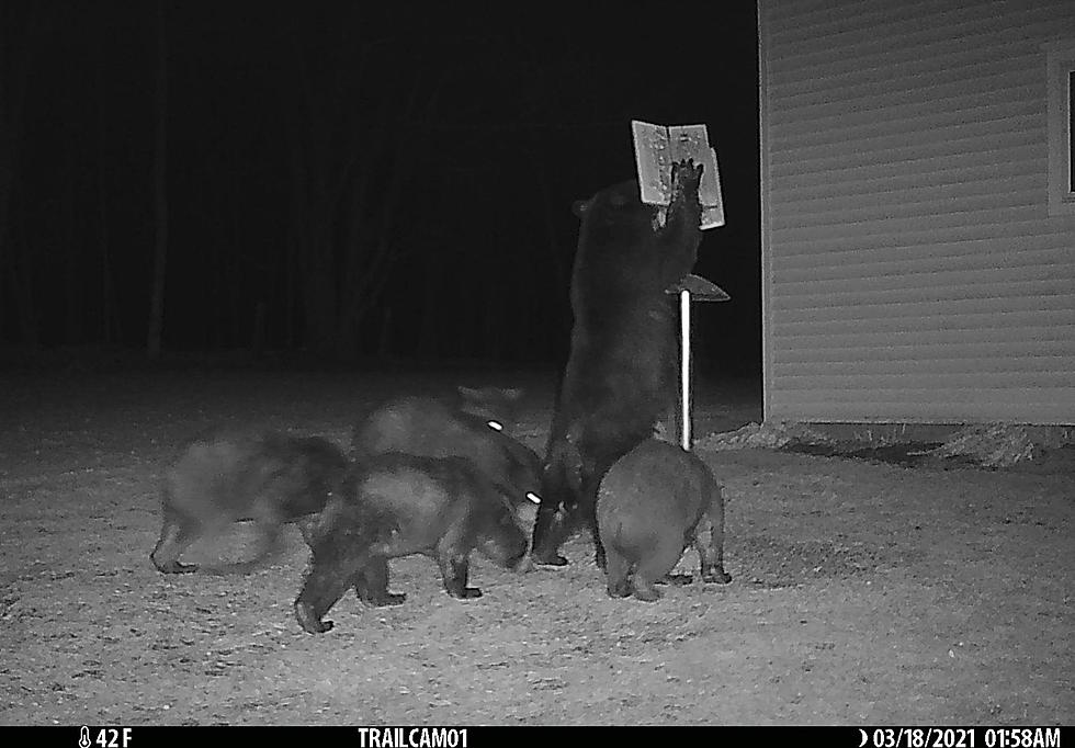 ‘Oh Boy’ 6 Hungry Bears Spotted Next to Hudson Valley Home