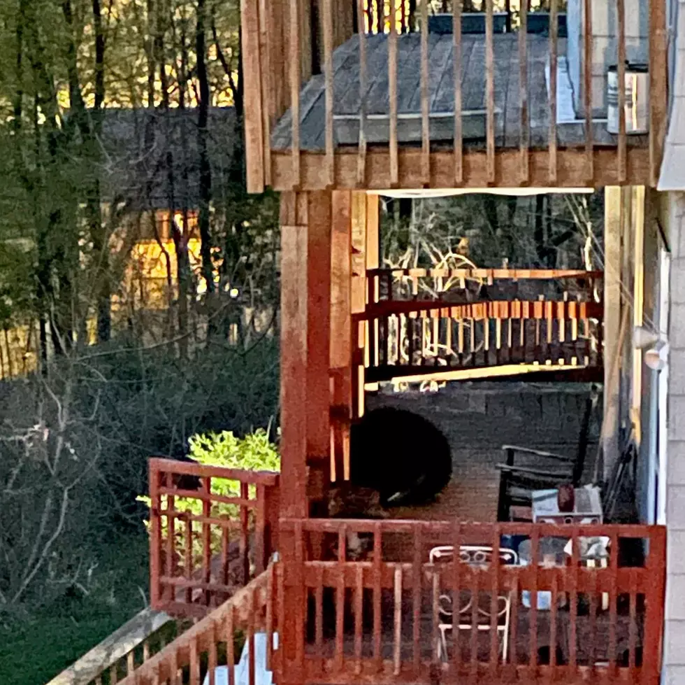 Insane Photos: Hungry Bear Climbs to Hudson Valley Home&#8217;s Porch