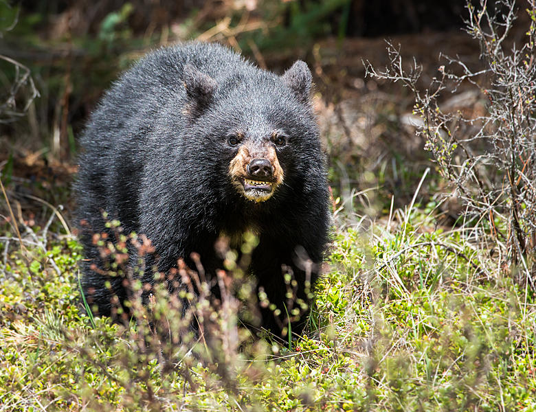 Decade-high number of black bears killed by B.C. conservation officers in  first 9 months of year, data shows