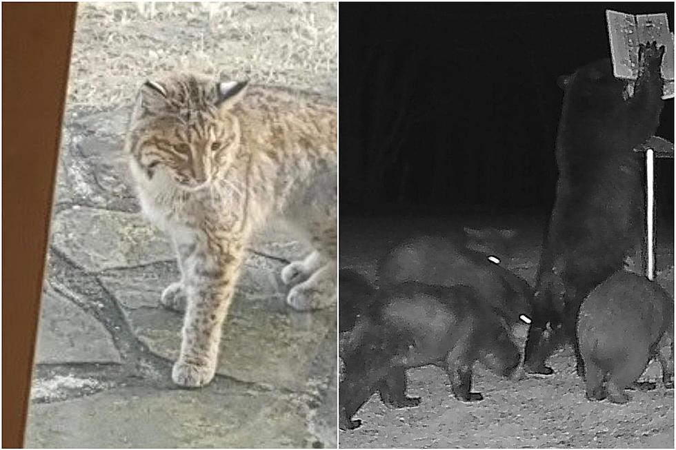 Photos: Beware Bobcat, Bears Spotted Near Hudson Valley Homes