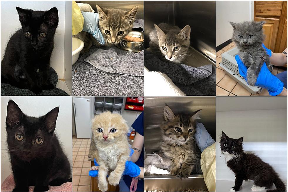 12 Purrfect Kittens Need a Hudson Valley Furever Home