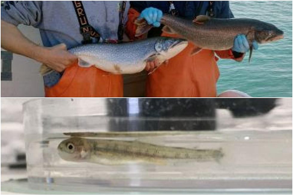 &#8216;Milestone&#8217; Fish Found in New York Lake For 1st Time in Over 60 Years