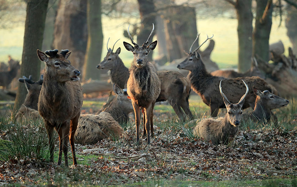 Alarming Number of Deer Found Dead Near Water in Hudson Valley