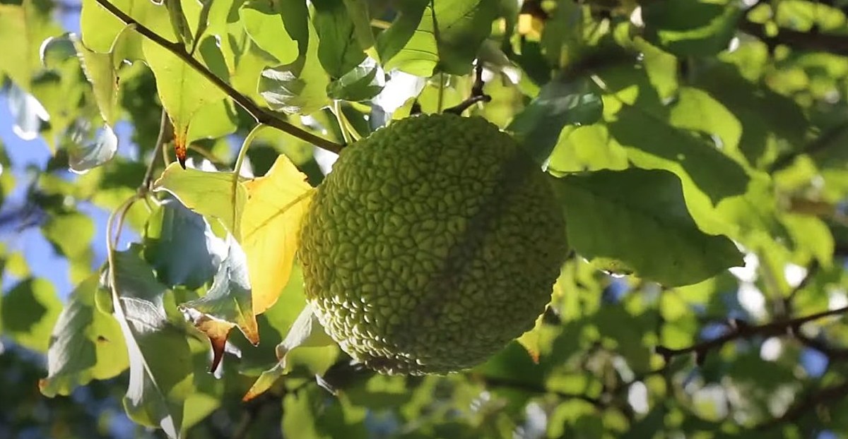 'Unusual Fruit' Found in New York, Hudson Valley is 'Not Edible'