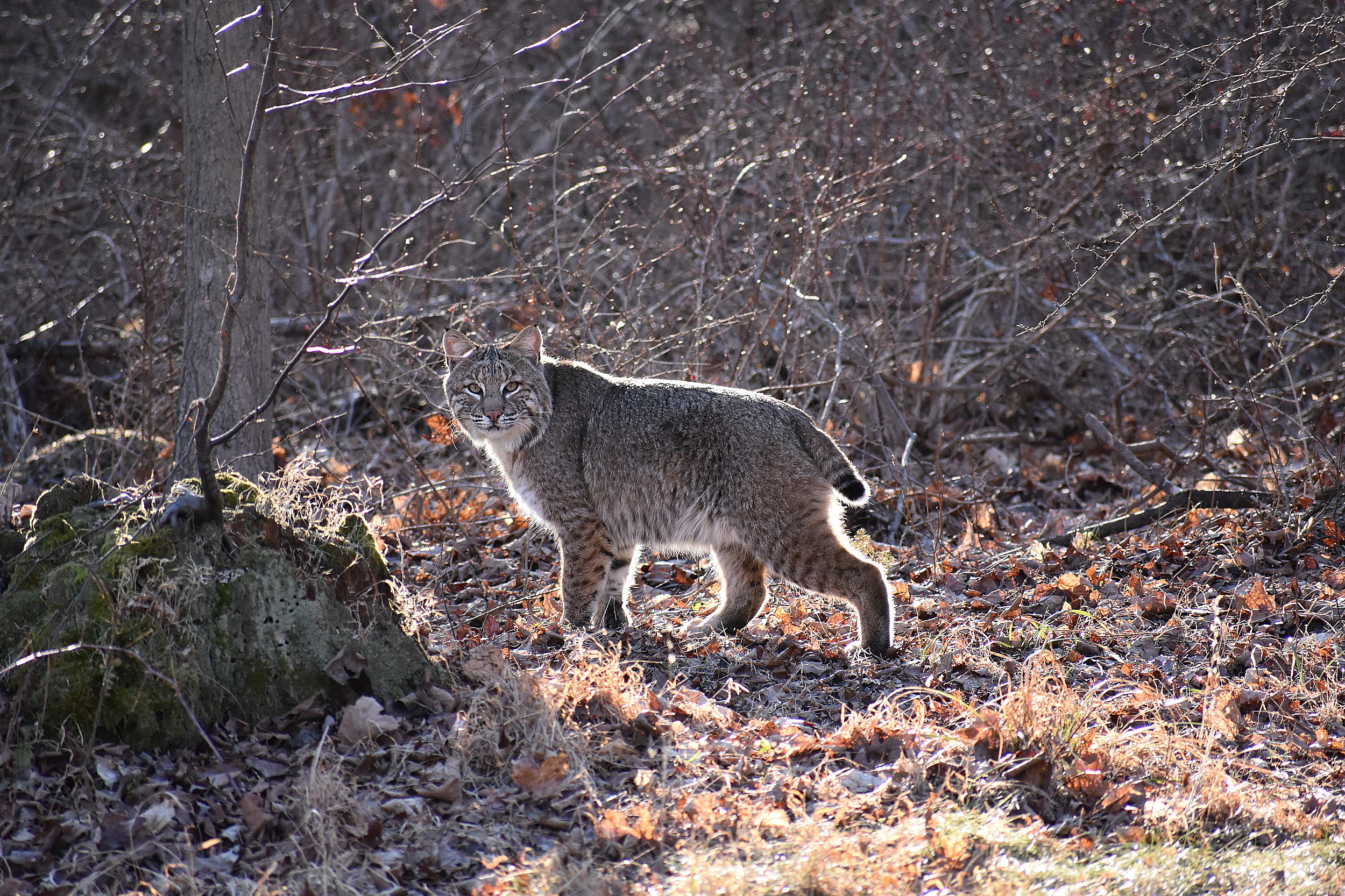 Bobcat Reportedly Spotted Near Hudson Valley Home in New York