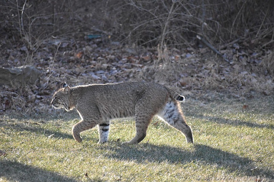 Bobcats in New Jersey