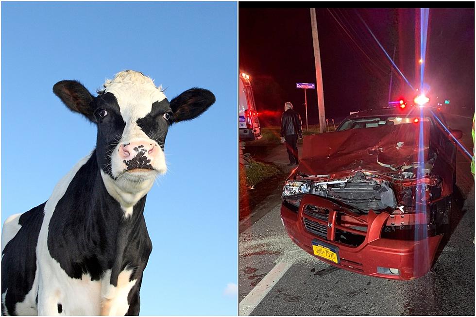 Cow Runs Into New York Woman’s Car on Busy Hudson Valley Road