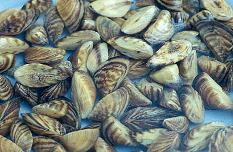 Northwest wildlife agencies warn of invasive zebra mussels in