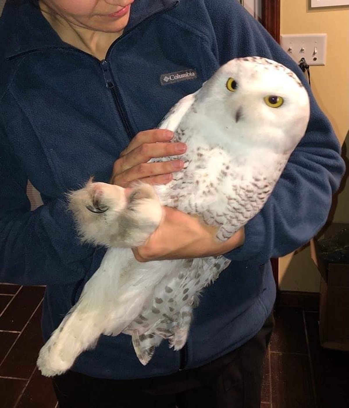 baby owls sleeping face down snopes