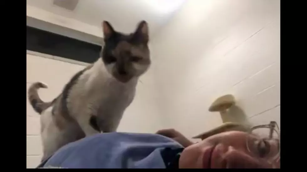 DCSPCA