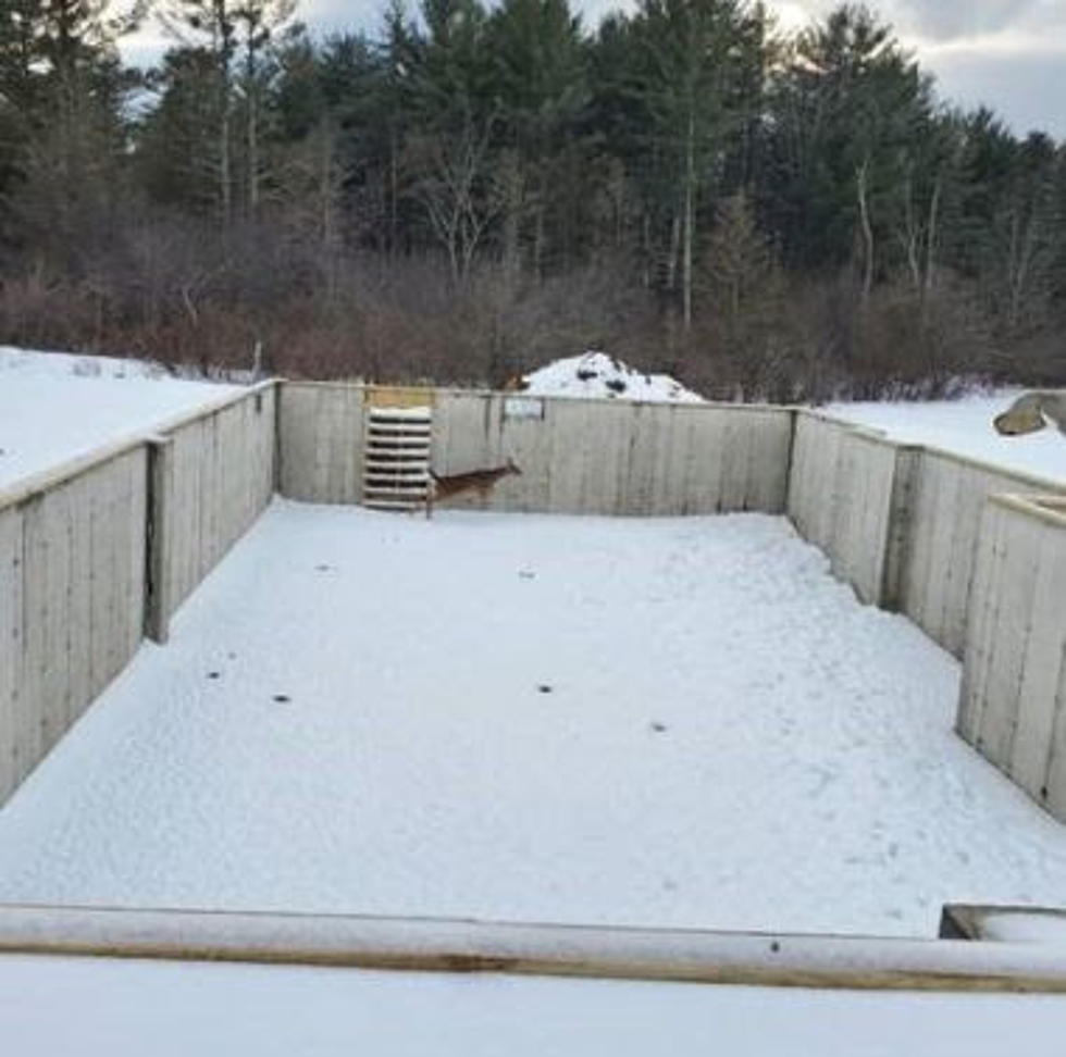 Deer Gets Stuck in Unfinished Home in Hudson Valley, New York