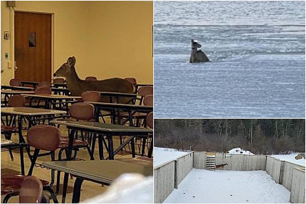 Deer Saved From Body of Water, Classroom, Home in New York