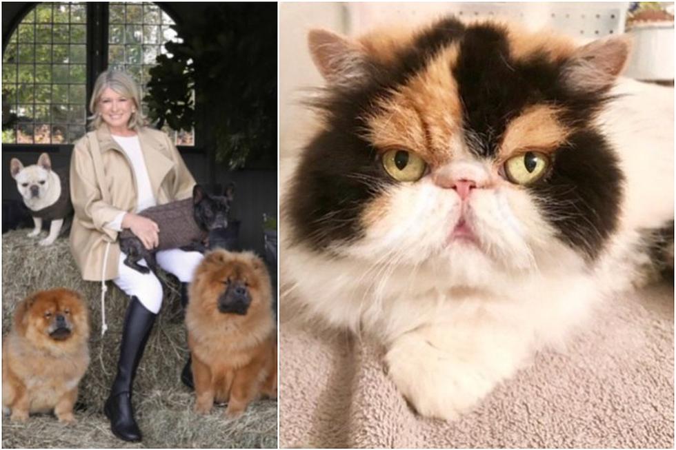 Martha Stewart's Beloved Cat Killed in Hudson Valley, New York