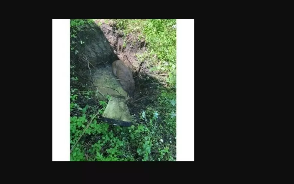 Deer Falls Into Septic Tank In Sullivan County