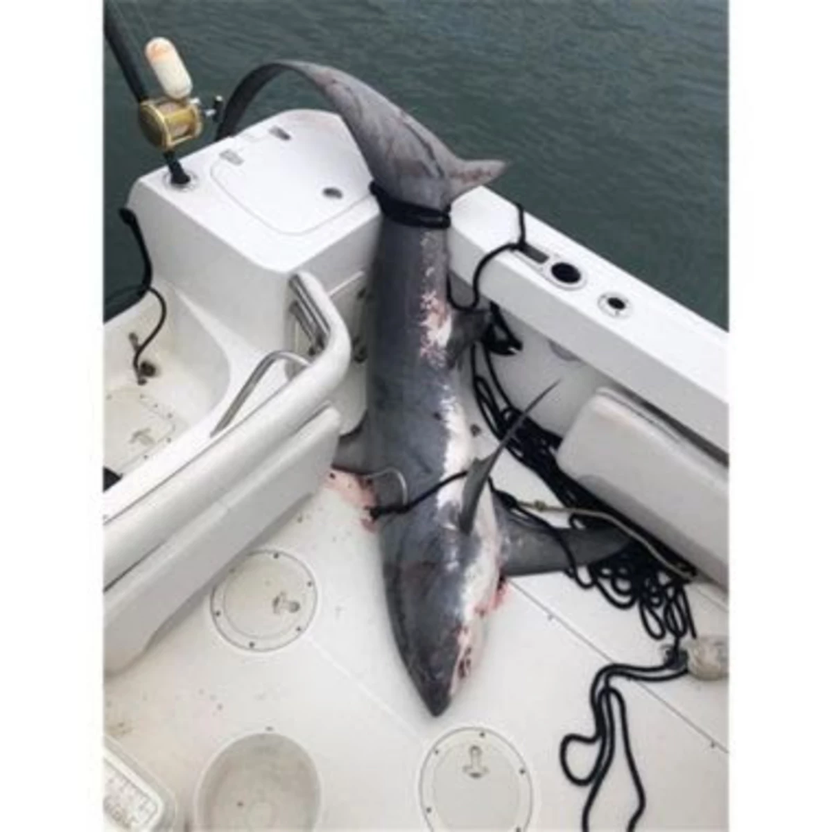 New York Fisher May Face 'Federal Violations' For Catching Shark