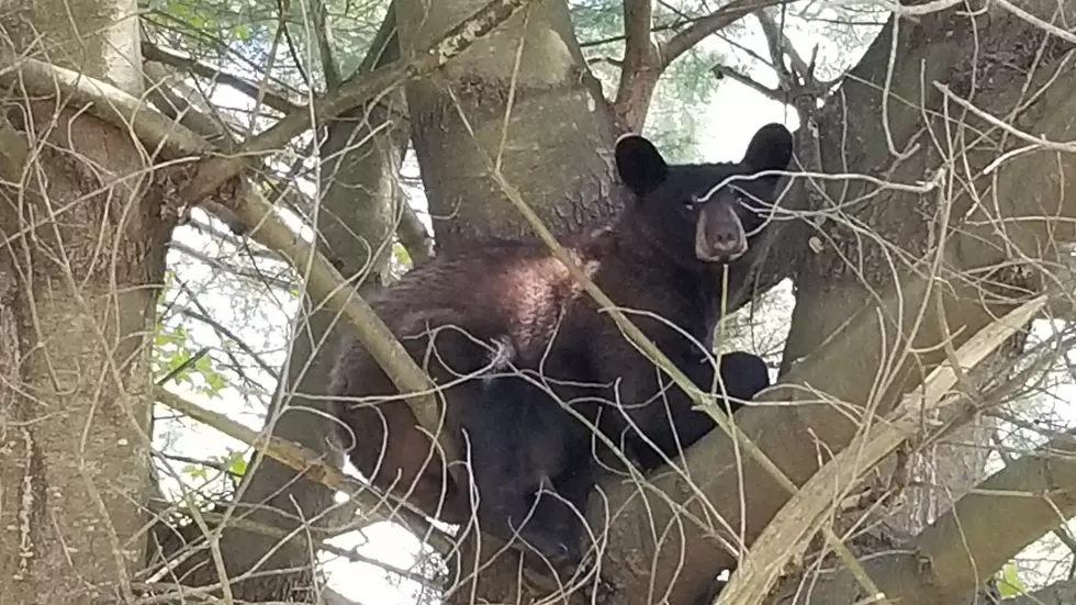 ‘Aggressive’ Bear Spotted In Busy Hudson Valley, NY Neighborhood