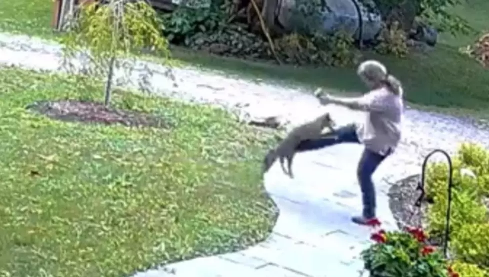 Shocking Video: Rabid Fox Attacks New York Woman Outside Home