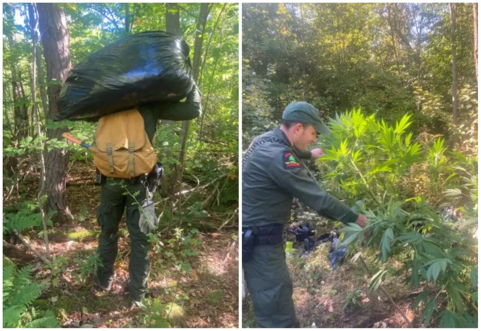 15 Large &#8216;Illegal Marijuana Plants&#8217; Found In New York State Forest