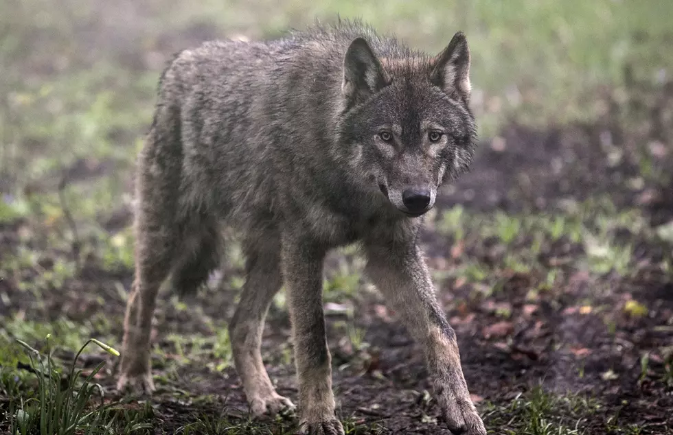 Wild Place Project Welcomes A Pack Of Wolves