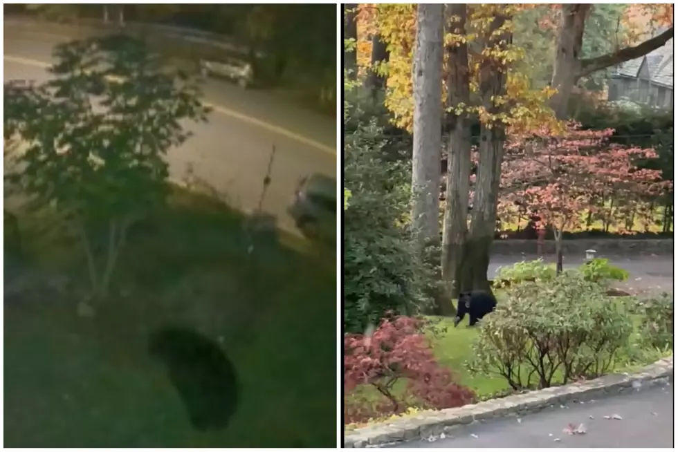Spooky Bear Sightings Near Hudson Valley Home, New York Park