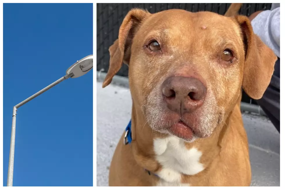 SPCA:  New York City Man Abandons Dog In Hudson Valley
