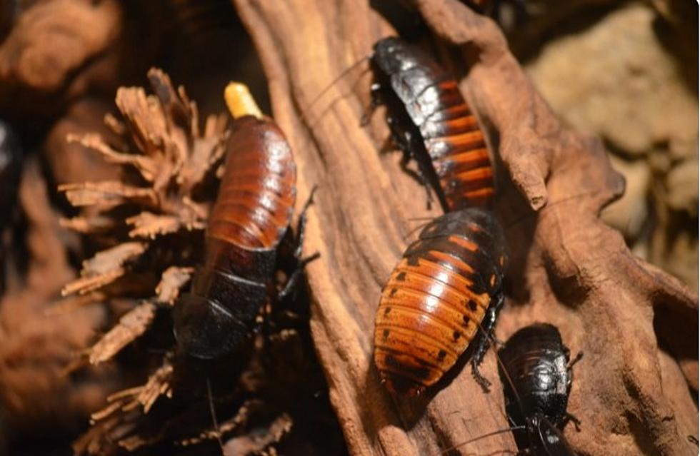 Upstate New York Addresses 'Serious Problem With Cockroaches'