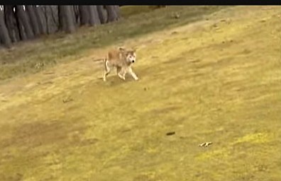 Vermont couple are attacked by a rabid coyote while walking on