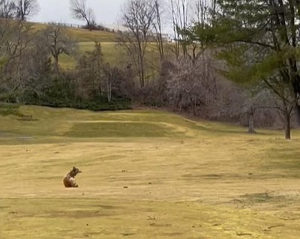 Vicious Predator In New York State Attacks Dog, Hudson Valley Man