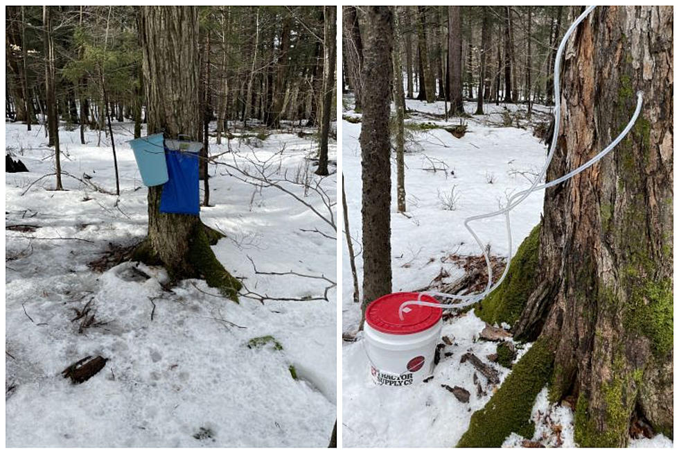 2 Arrested For &#8216;Illegal Maple Tapping&#8217; On New York State Land