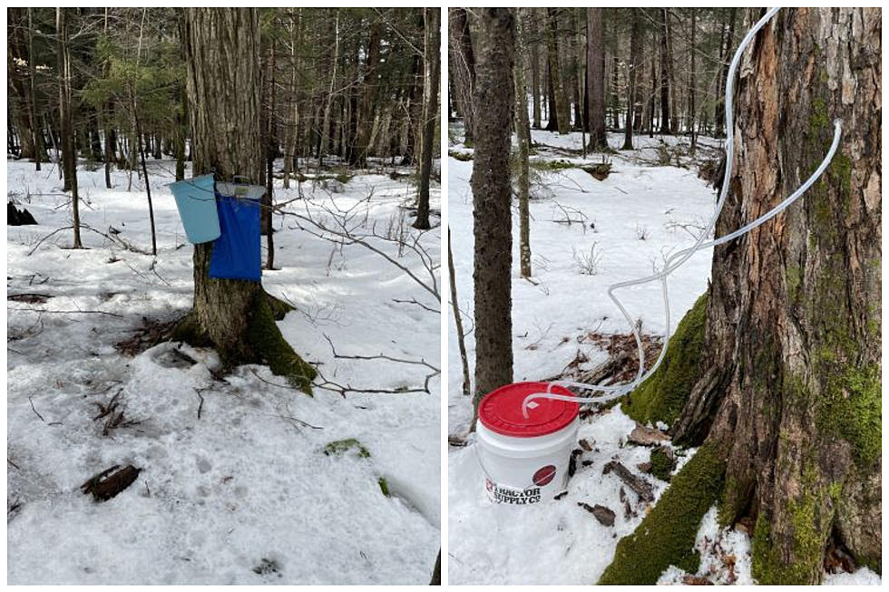 2 Arrested For ‘Illegal Maple Tapping’ On New York State Land