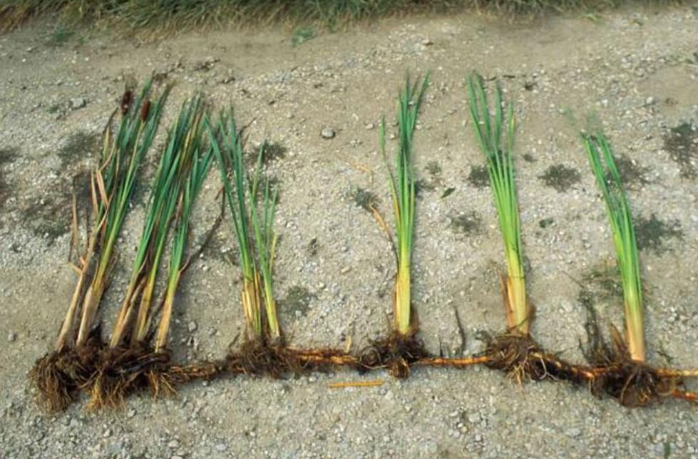 &#8216;Invasive&#8217; Plants Cut Down In Upstate New York, 2 Charged