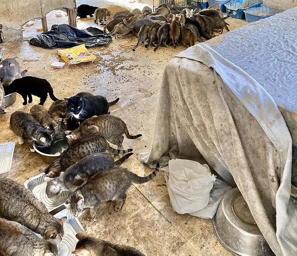 New York State Couple Dead In ‘Horrific’ Hudson Valley Home With 125 Cats