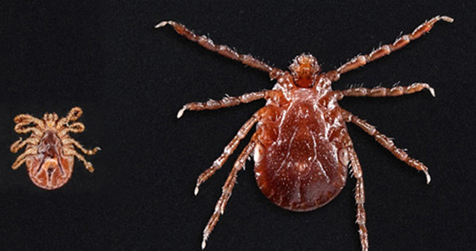Exotic Tick Which Spreads Deadly Disease Found In New York State