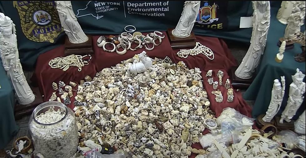 $12 Million Of Illegal Elephant Ivory Found In New York State