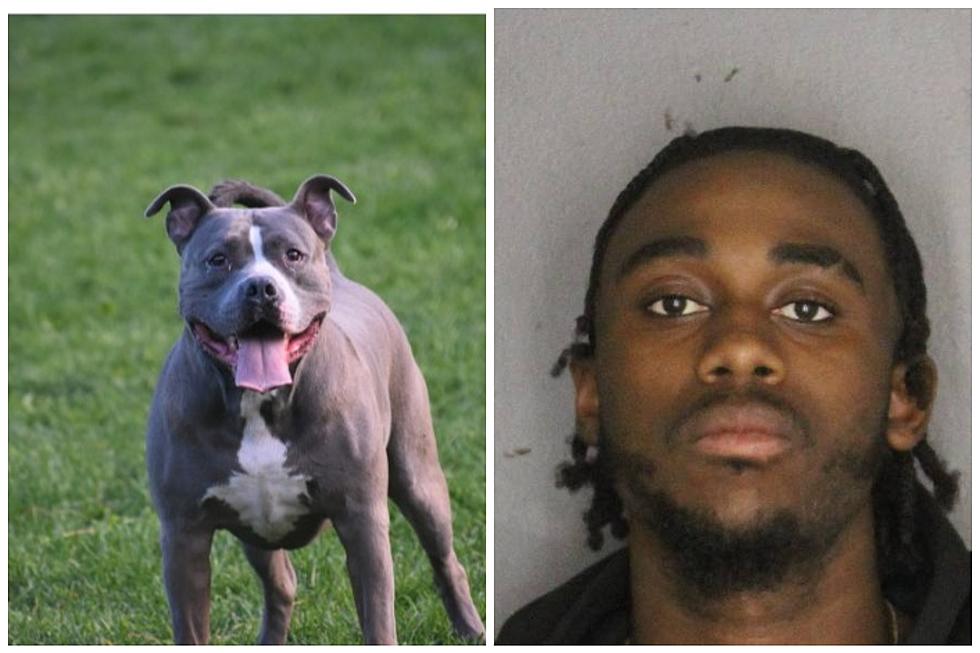 Upstate New York Man Accused Of Beating Dog In Hudson Valley
