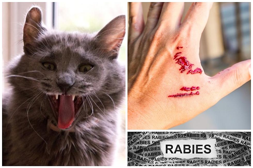 Rabid Cat Attacks People In Upstate New York, Hudson Valley