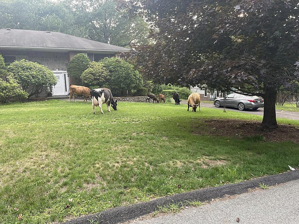 Cows From New York Farm Cause Traffic Delays In Hudson Valley